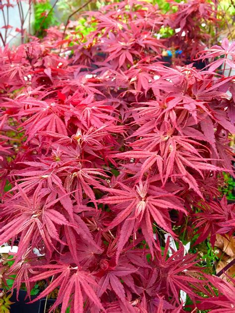 japanese dwarf maples near me for sale